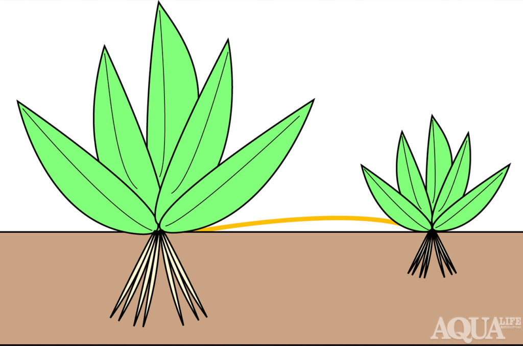 水草q A Q3 水草には寿命があるの Q4 水草はどのように成長するの アクアライフブログ