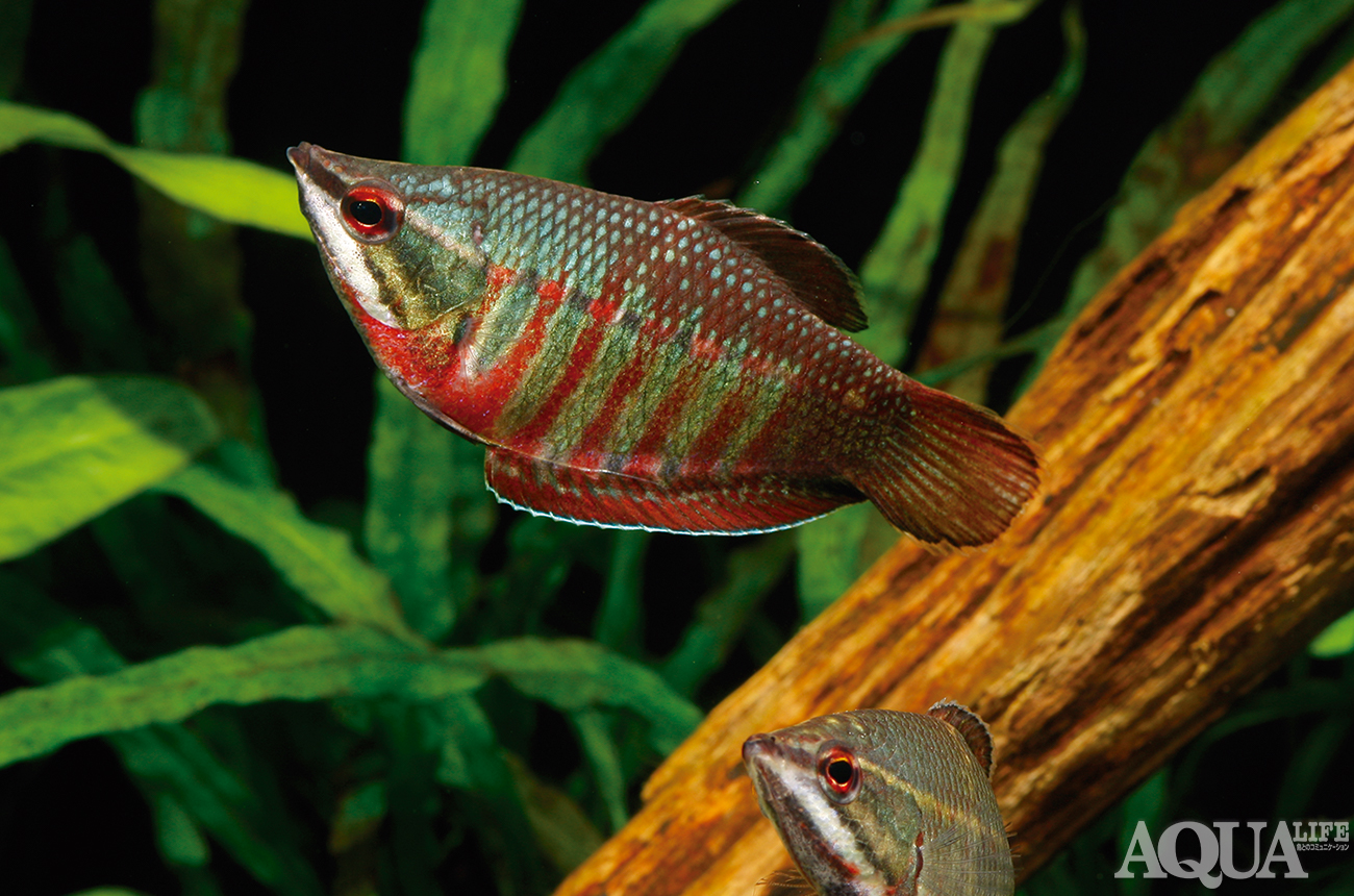 面白い熱帯魚10選 コミカル 朗らかな魚たち アクアライフブログ
