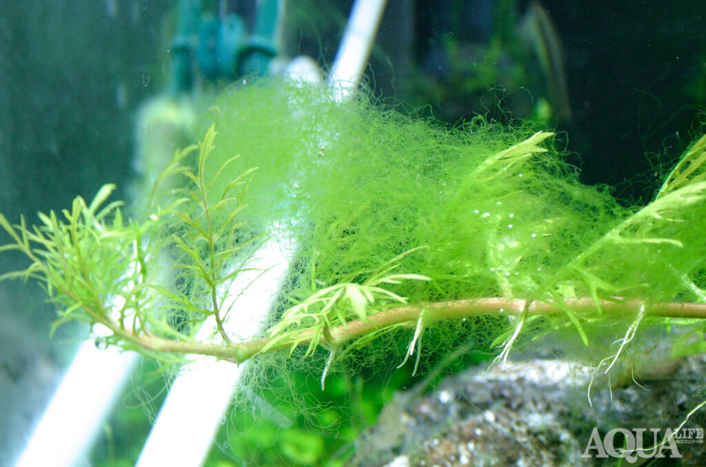 水草q A Qa63 糸状の藻類 アオミドロ 対策を教えて Q64 糸状の藻類 芝生状 対策を教えて アクアライフブログ