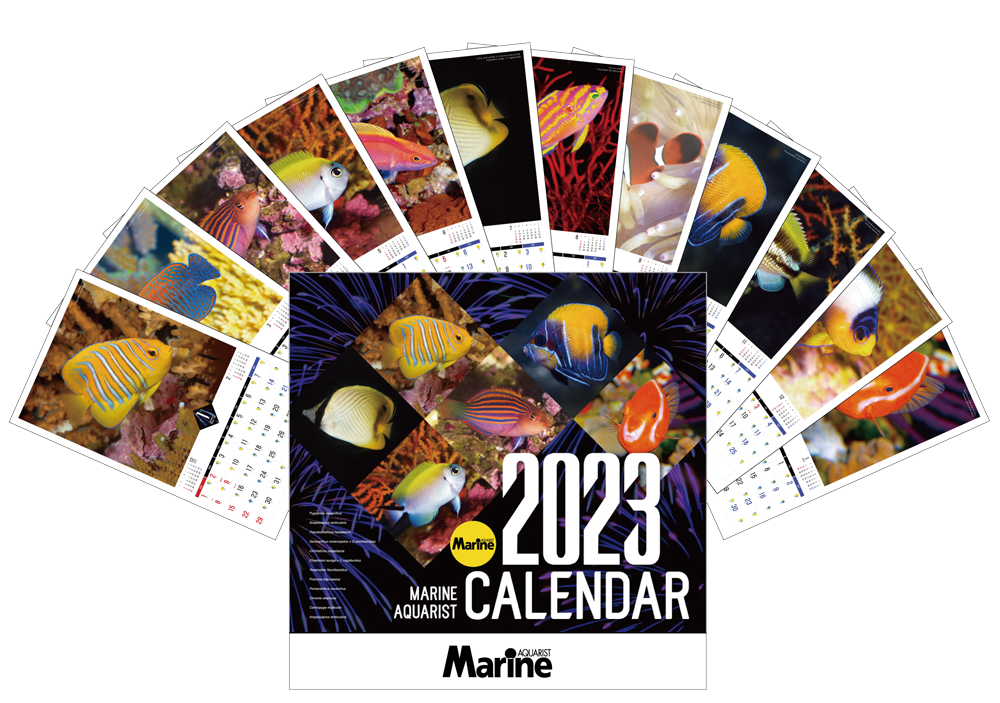2023年版マリンアクアリストカレンダー