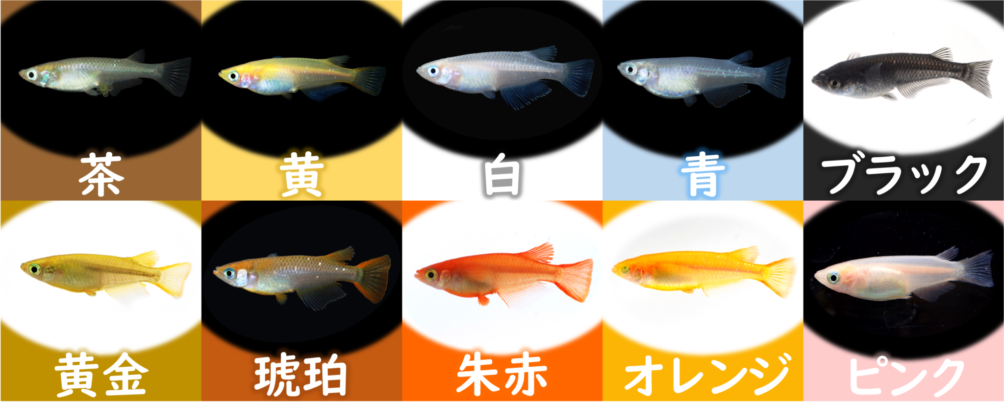 改良メダカにはどんな体色のものがいるの？【メダカQ＆A No.013】 ｜ アクアライフブログ