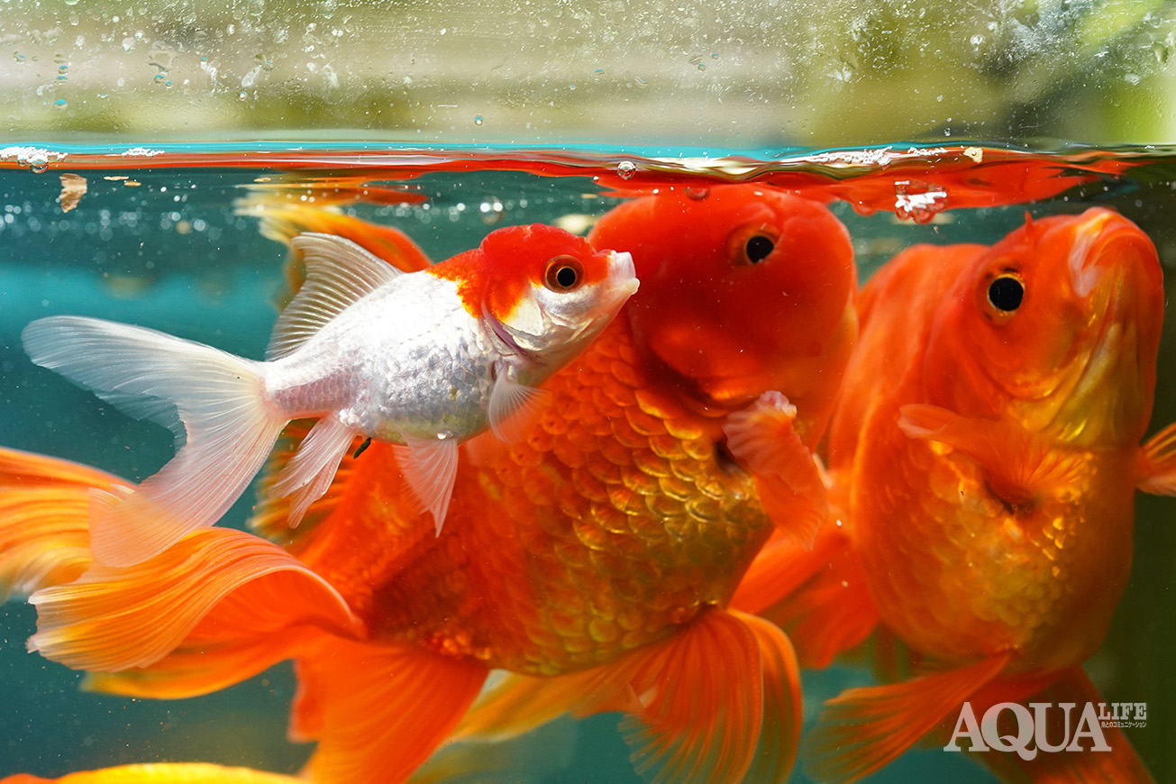 加湿器は皮膚のかゆみに効果があるのでしょうか？