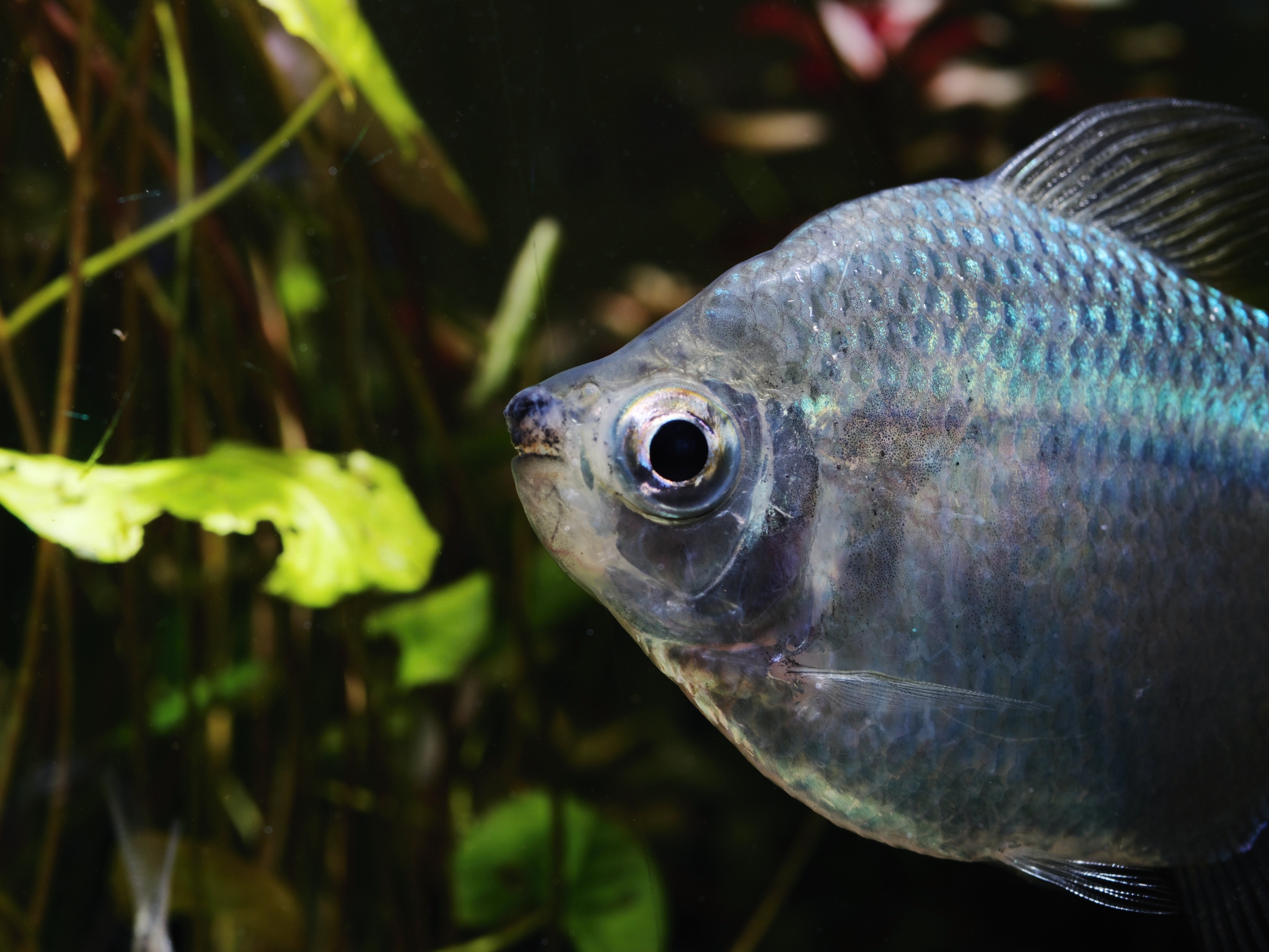 @shibai_nonさん投稿作品