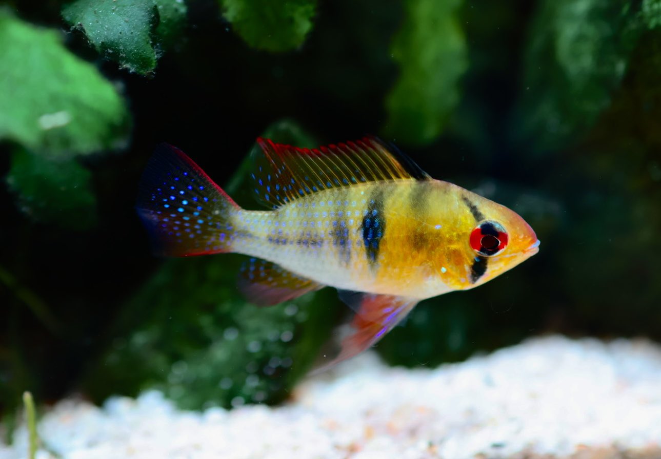 @Mak0_Aquaさん投稿作品