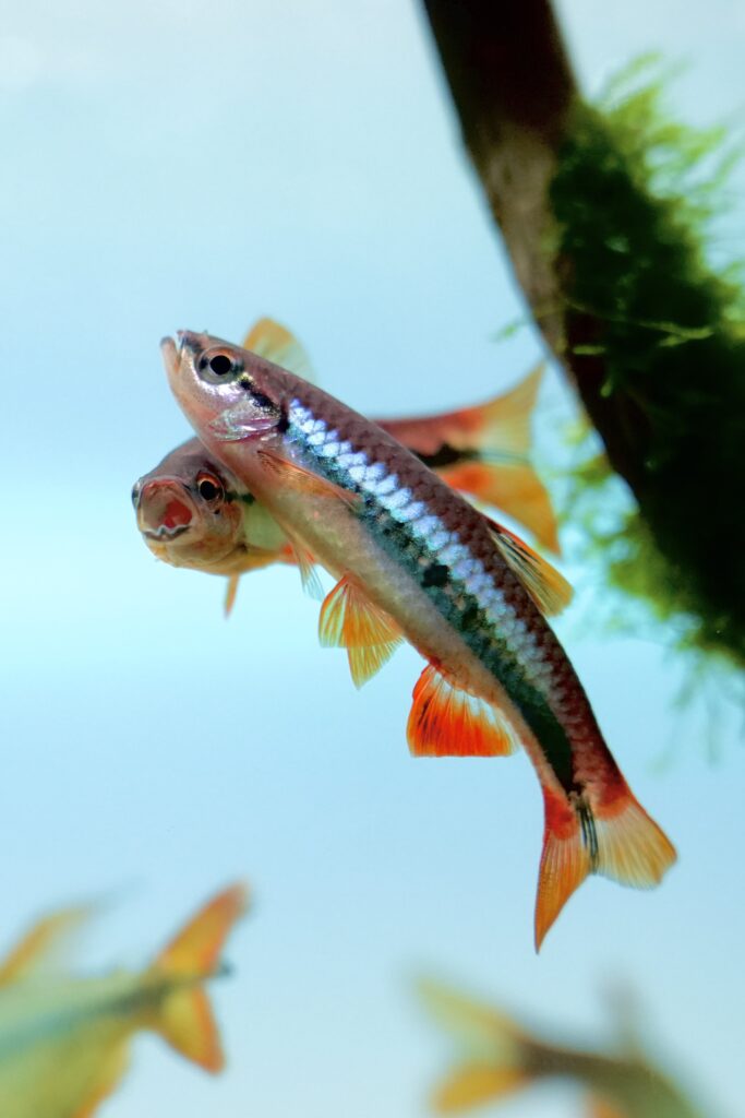 レッドローズラスボラ